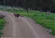 حيوانات الكنجر ترعب راكب دراجة استرالي