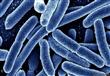 الالتهابات البكتيرية مثل بكتيريا الأمعاء (سي ديفيس