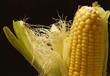 الذرة وفوائدها العجيبة على صحة الإنسان