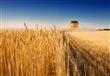 الزراعة أصناف جديدة لزيادة إنتاجية القمح واستعادة 