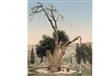 شجرة البلوط المقدسة يُعتقد أن النبي إبراهيم وزوجته استظلا بها                                                                                                                                           