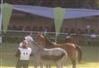 مهرجان الخيول العربية (10)                                                                                                                                                                              