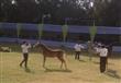 مهرجان الخيول العربية (15)                                                                                                                                                                              