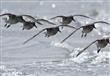 فضلات الطيور قد تساعد فى بقاء القطب الشمالى باردا