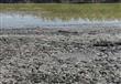 جفاف بحيرة مريوط يهدد 12 ألف صياد (11)                                                                                                                                                                  