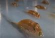 آلاف الأسماك تتجمد في حلبة تزلج يابانية