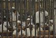 محاكمة 42 متهمًا بقضية تنظيم 'أجناد مصر