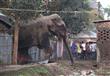فيل هائج يثير الذعر في مدينة هندية (2)                                                                                                                                                                  