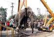 فيل هائج يثير الذعر في مدينة هندية (5)                                                                                                                                                                  