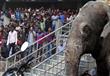 فيل هائج يثير الذعر في مدينة هندية (9)                                                                                                                                                                  
