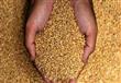 سنقبل فقط القمح المحتوي على 0.05% من طفيل الإرجوت