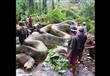 العثور على أضخم ثعبان في التاريخ بغابات الأمازون