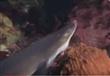 فيديو نادر لأخطبوط يبتلع قرشا ضخما