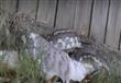 ثعبان ضخم يلتهم قطة بأحد المنازل في أستراليا