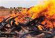 كينيا تحرق 105 أطنان من العاج غدًا