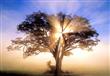 ما هي أشجار الآخرة الثلاثة التي ذكرها القرآن الكري