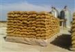 انتهاء أزمة "القمح" بدمياط بعد توريد 5 آلاف طن