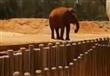 مقتل طفلة بعد أن قذفها فيل بحجر في حديقة حيوان