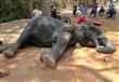 فيل يموت بأزمة قلبية في  كمبوديا