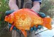 العثور على "سمكة ذهبية" بحجم كرة القدم في استراليا