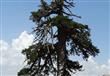 اكشتف علماء شجرة صنوبر بوسنية شمالي اليونان تبلغ م