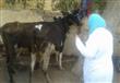حملة بيطرية لتحصين الماشية من الحمى القلاعية بالدقهلية (3)                                                                                                                                              