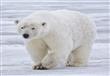 صورة ارشيفية لدب قطبي