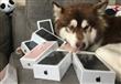 صيني يهدي كلبته 8 اجهزة اي فون 7                                                                                                                                                                        