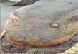 اكتشاف ثعبان طوله 11 متر في البرازيل (3)                                                                                                                                                                