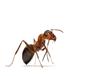 مفاجأة!.. النمل يستخدم الإنترنت الخاص به 