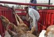 نفوق الماشية بسبب الحمى القلاعية (1)
