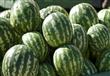 مصر السادسة عالميا في زراعة البطيخ
