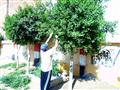مدير مدرسة بالغربية يقلم الأشجار (7)                                                                                                                                                                    