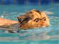 هل تستطيع القطط السباحة؟  