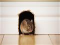   5 طرق لحماية مطبخك من الفئران.. منها "النعناع"