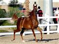 مهرجان جمال الخيول العربية الأصيلة