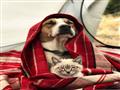 بالصور – صداقة غير متوقعة بين كلب وقطة تؤنس رحلات أصحابهما                                                                                                                                              