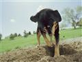   عالمة سلوك تكشف عن 3 أسباب وراء حب الكلاب للحفر