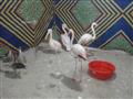 معرض حيوانات بحديقة الأسرة في كفر الشيخ (24)                                                                                                                                                            
