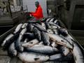 روسيا ترفع حظر واردات الأسماك