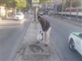 مشروع متحدي الإعاقة لنظافة شوارع المنيا (5)                                                                                                                                                             