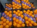 صادرات مصر من البرتقال تزدهر                      