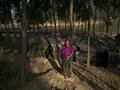 سيدة من ميانمار، تقف وحيدة في بنجلادش بعد مقتل زوجها وابنتها يوم 19 يناير                                                                                                                               