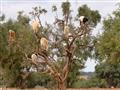 مجموعة من الماعز يتسلقون شجرة الأرجان، في المغرب                                                                                                                                                        