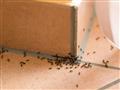 هل وجود النمل والحشرات في المنزل له علاقة بالحسد؟