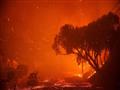 حرائق الغابات في كاليفورنيا (8)                                                                                                                                                                         