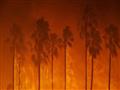 حرائق الغابات في كاليفورنيا (11)                                                                                                                                                                        