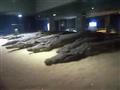 متحف التمساح (13)                                                                                                                                                                                       