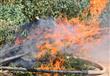 حرق 40 فدانًا مزروعة بنبات البانجو                                                                                                                                                                      