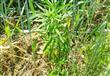 نبات البانجو المخدر